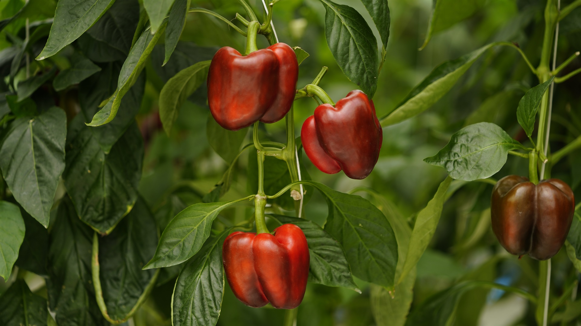 Bell Pepper Image - Foreign Investment Blog Image