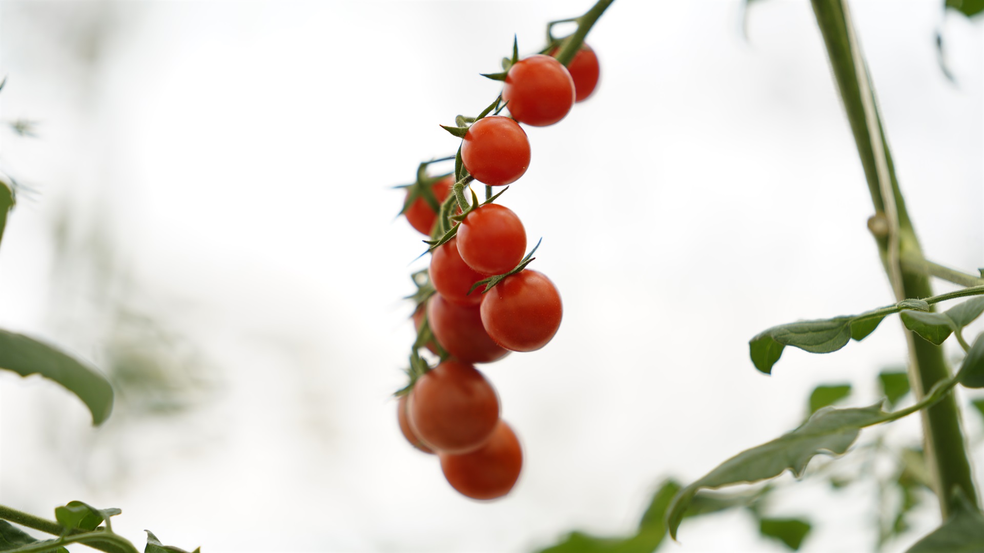 Cherry Tomato - Foreign Investment Blog Image