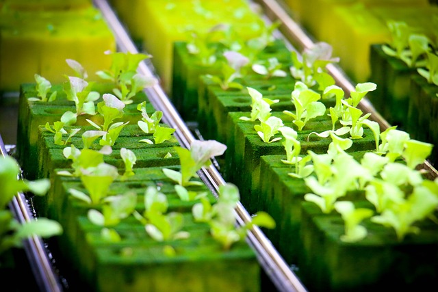 Lettuce Growing in Hydroponics Kit by Happy Farmin Image