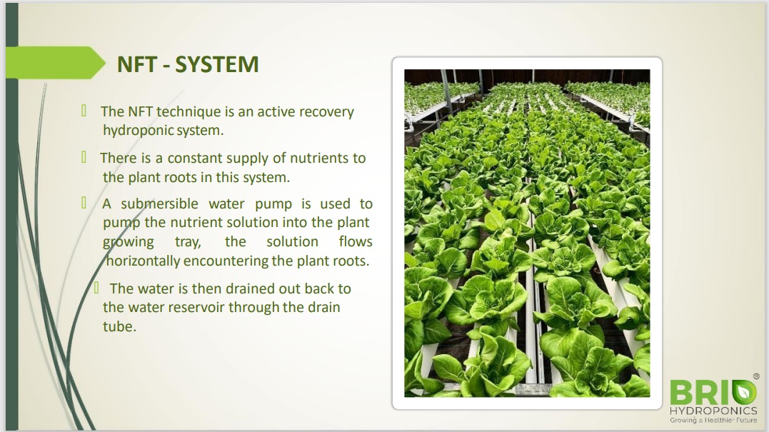 NFT (Nutrient Film Technique) Hydroponics System