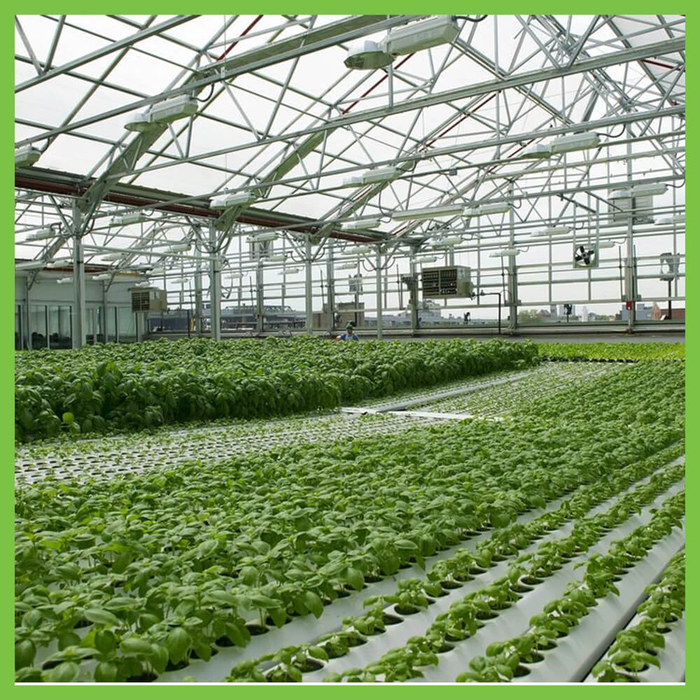 Commercial Hydroponics Farming