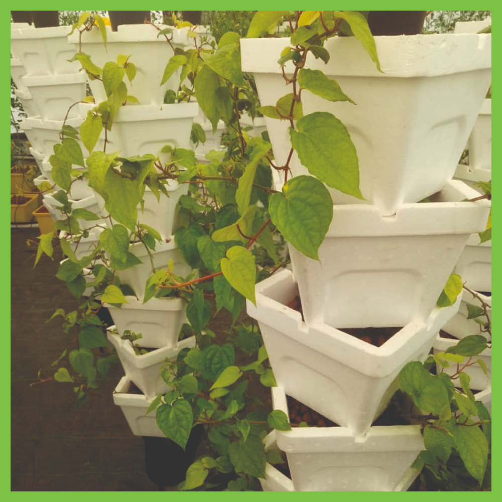 Dutch Bucket Hydroponics Farming