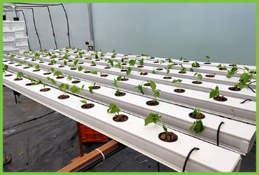 NFT Techniques Hydroponics Farming Methods